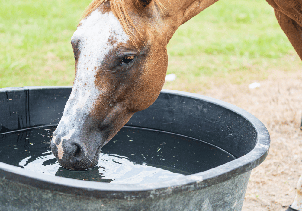 dehydration in horses